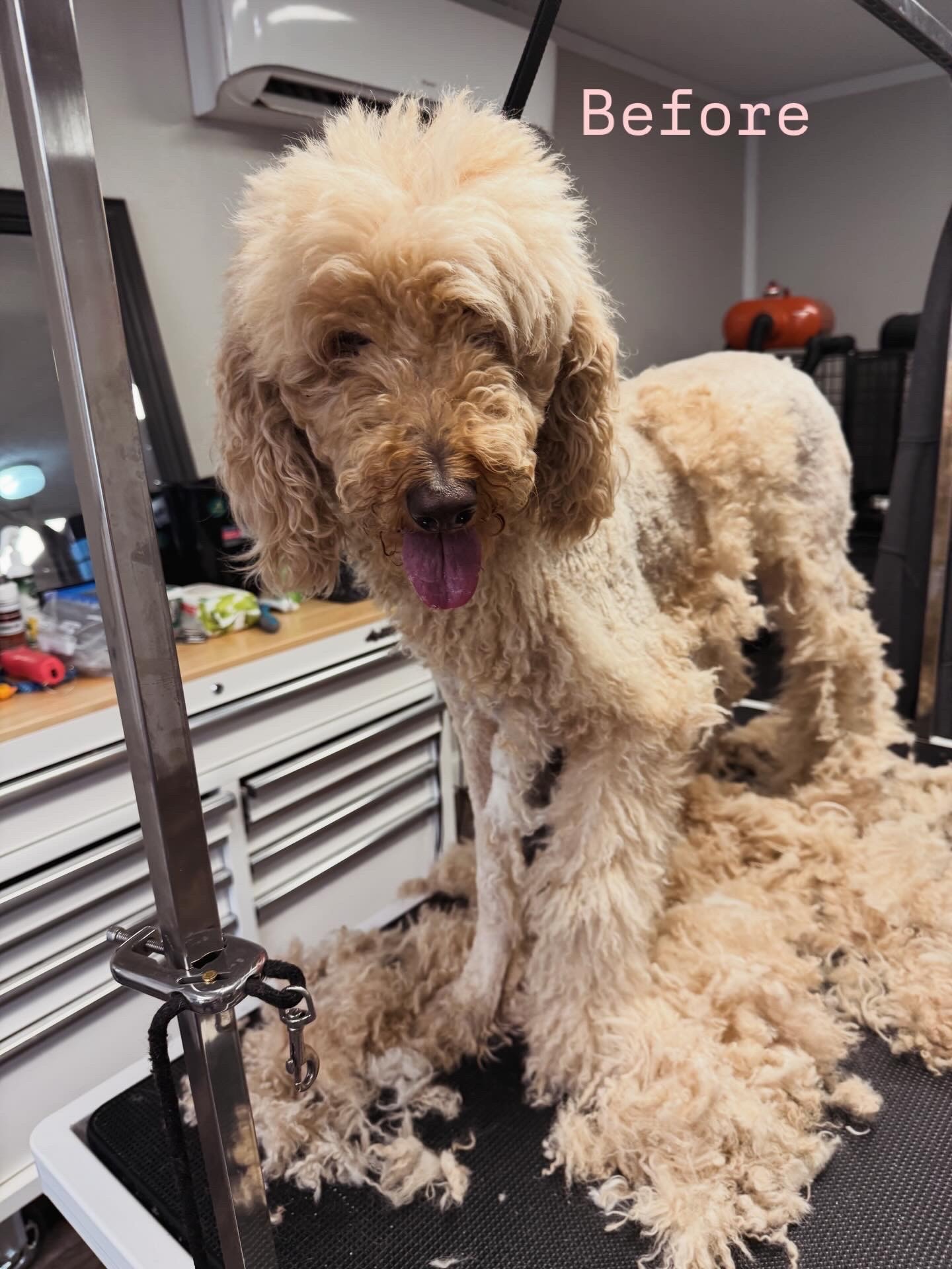 Bath & Blow Dry