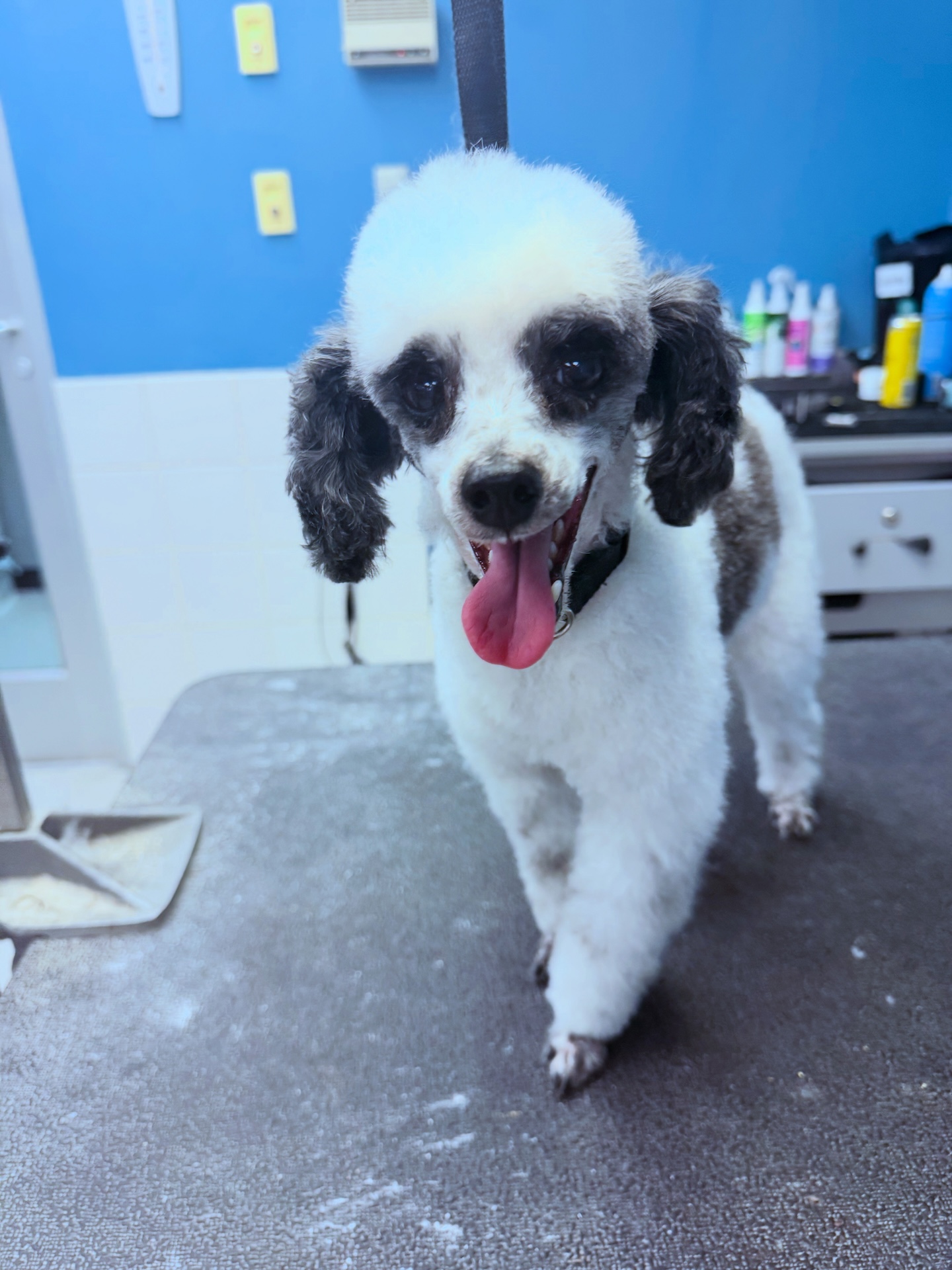  Full Dog Grooming