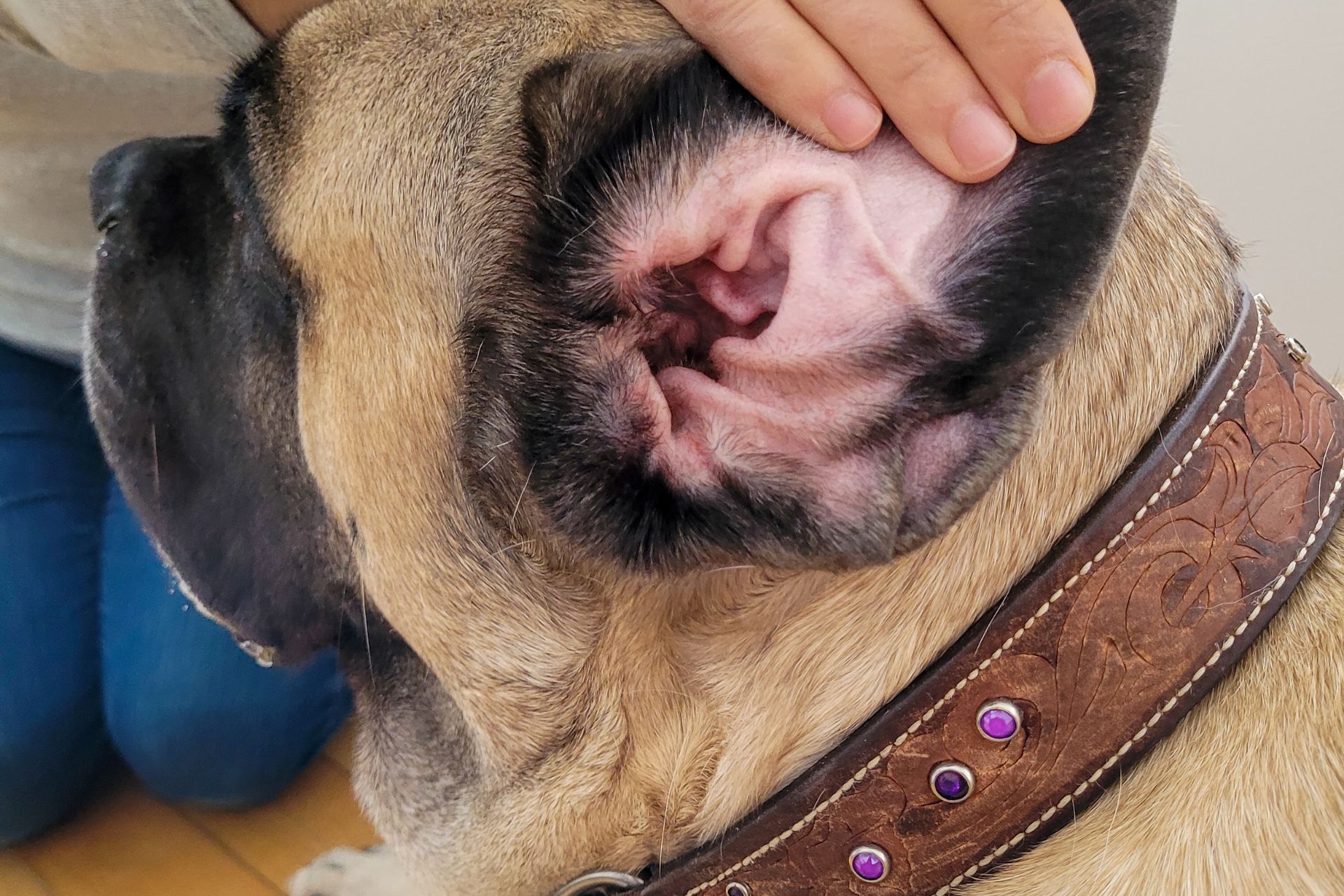  Full Dog Grooming