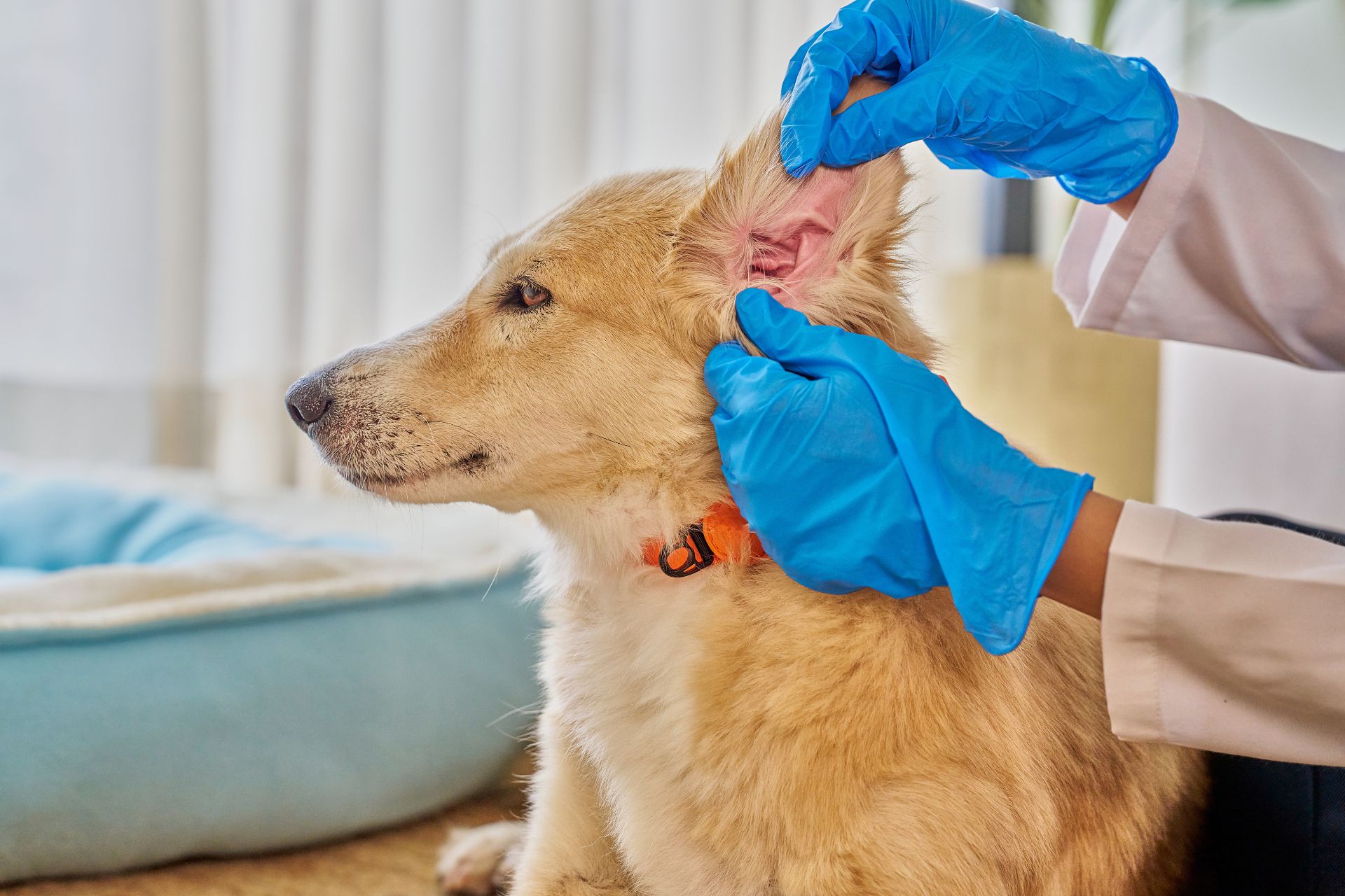  Full Dog Grooming