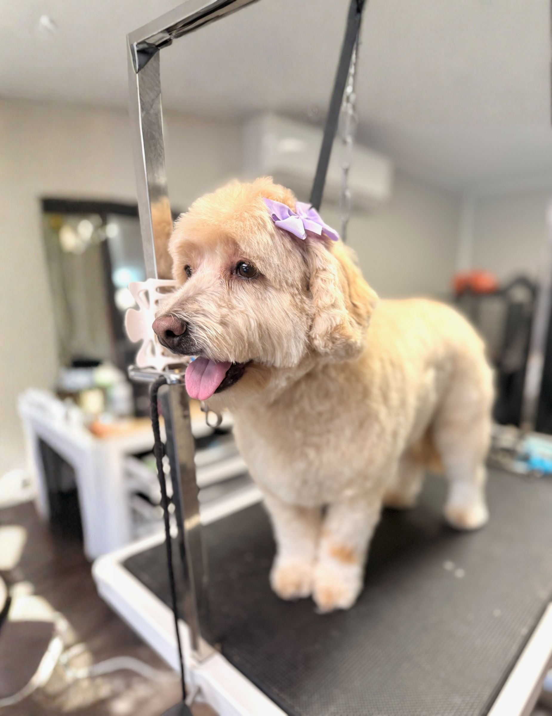 Bath & Blow Dry 