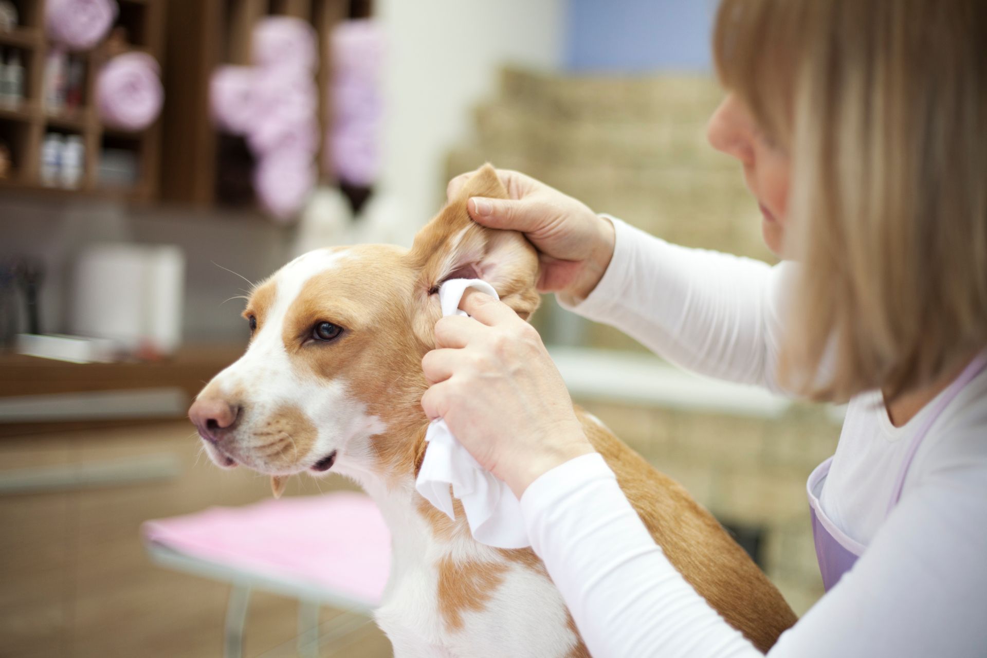 Dog Ear Cleaning in Kennewick