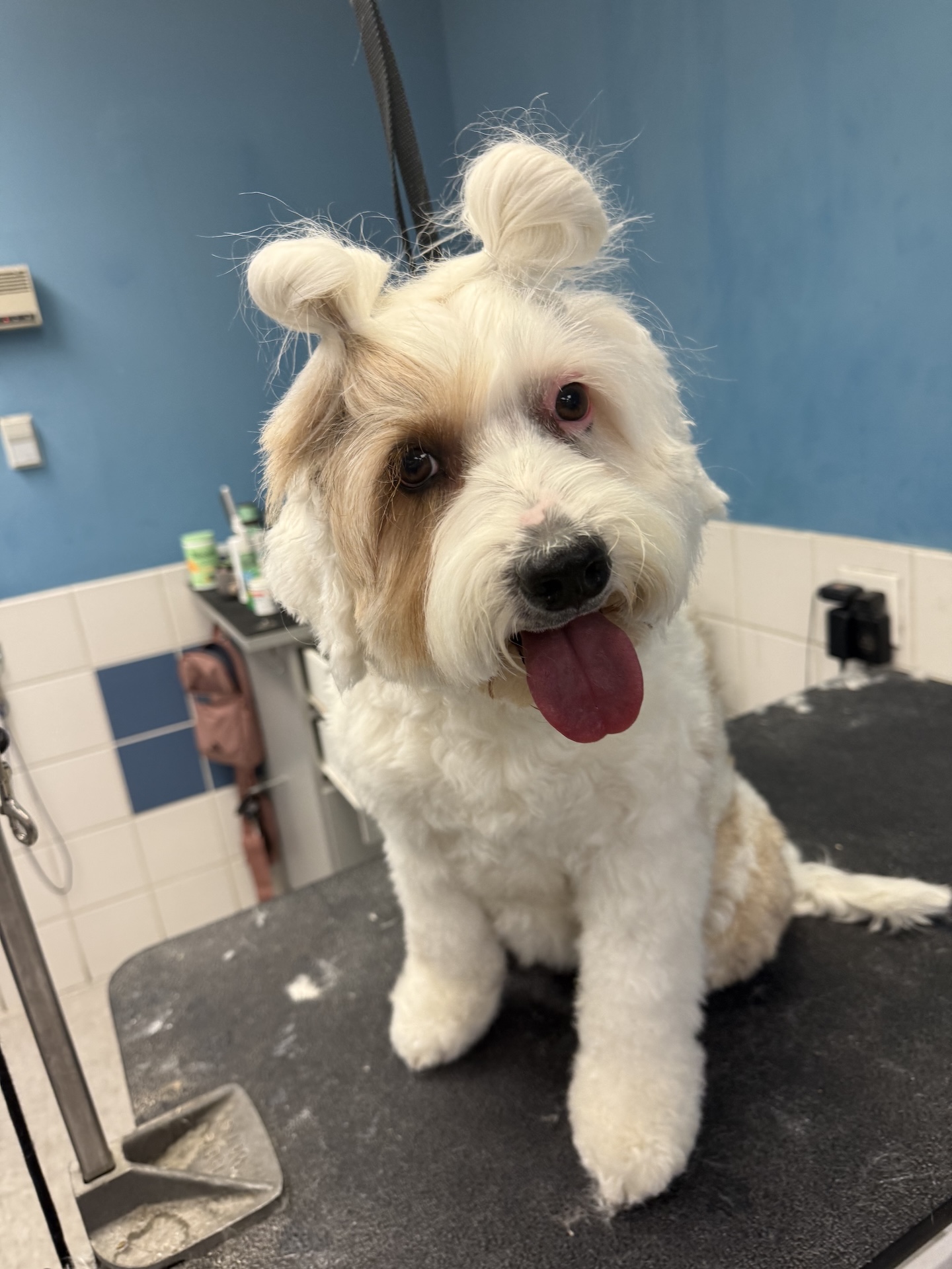 Kennewick Bath & Blow Dry