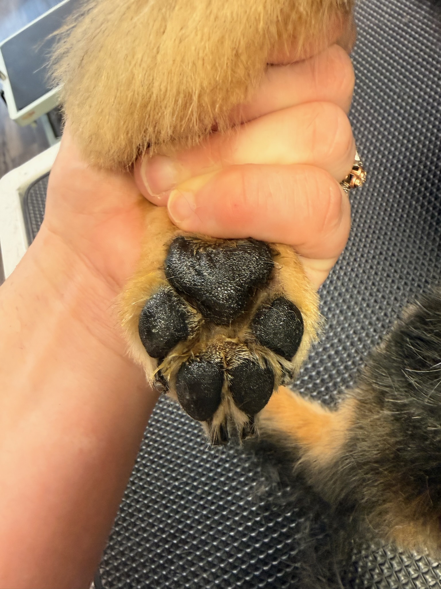 Nail Trimming in Kennewick